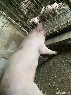 disponibilă - imagine 2