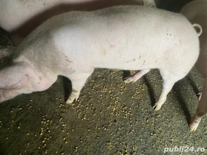 jumatate de porc disponibil sâmbata