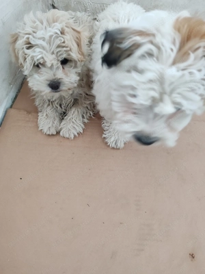 Doua fetite bichon - imagine 4