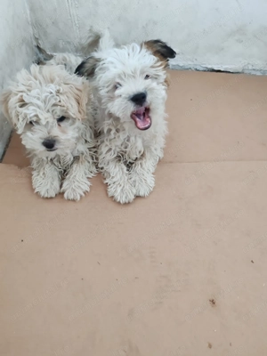 Doua fetite bichon - imagine 3