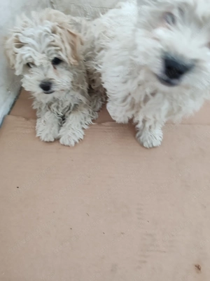 Doua fetite bichon - imagine 2