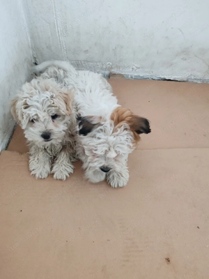 Doua fetite bichon - imagine 5