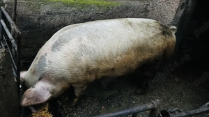 Porci de vânzare 