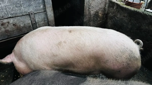 Porci de vânzare  - imagine 3