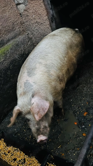 Porci de vânzare  - imagine 2