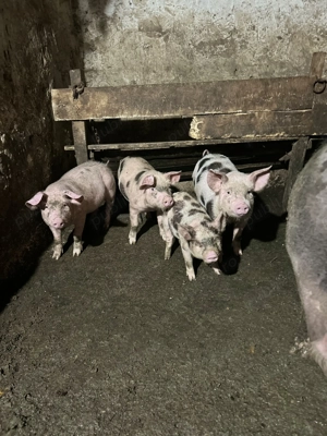 Porci de vânzare  - imagine 4