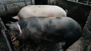 Porci de vânzare  - imagine 5
