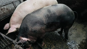 Porci de vânzare  - imagine 7