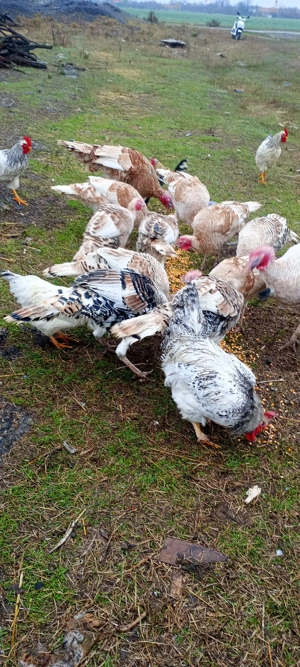 Vând curci și curcani  - imagine 2