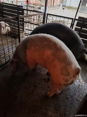 vand porci pt sacrificat - imagine 3