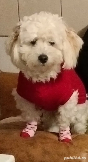 Mă numesc Lessy și caut o fanilie iubitoare  - imagine 5