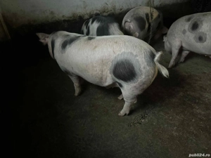 Porci pentru Crăciun  - imagine 2