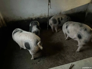 Porci pentru Crăciun  - imagine 3