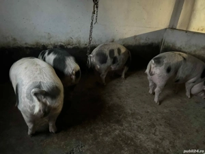 Porci pentru Crăciun 