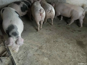 Porci pentru Crăciun  - imagine 5