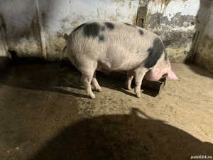 Porci pentru Crăciun  - imagine 4