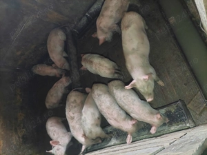 Purcei de vanzare 10 saptamani