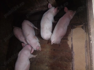 Purcei de vanzare 10 saptamani - imagine 4