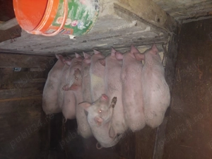 Purcei de vanzare 10 saptamani - imagine 2