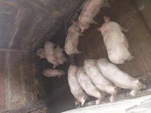 Purcei de vanzare 10 saptamani - imagine 3