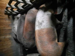 Vând porci de casa - imagine 2