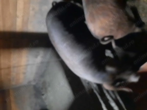 Vând porci de casa - imagine 3