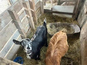 Capra gestantă și tap - imagine 2