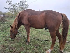 Vând cal trage foarte bine