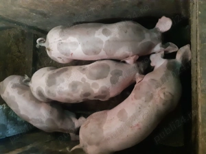  Vând porci din rasa Pietrain   ideali pentru sărbători