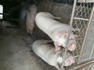 Porc de vanzare - imagine 2