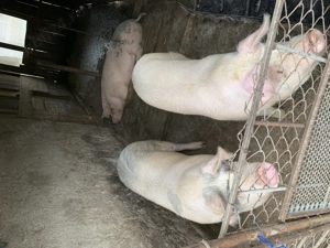 Porc de vanzare - imagine 3