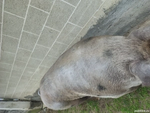 Vând jumătate de purcea 