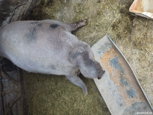 Vând jumătate de purcea  - imagine 3