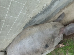 Vând jumătate de purcea  - imagine 4