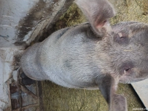 Vând jumătate de purcea  - imagine 2