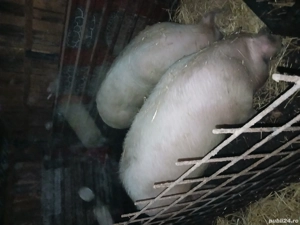 vand porci pentru Crăciun 