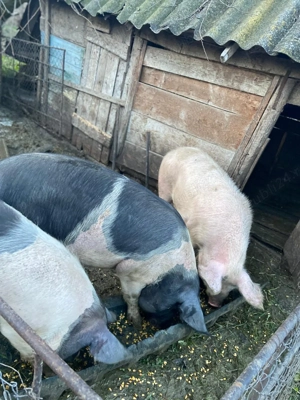 Vând porci - imagine 3