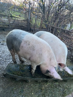 Vând porci - imagine 2