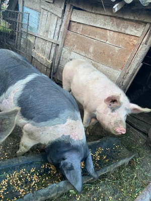 Vând porci - imagine 4