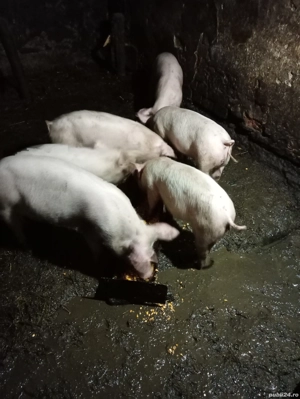 Vând purcei de 4 luni - imagine 2