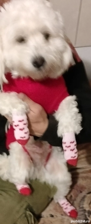 Mă numesc Lessy și caut o fanilie iubitoare  - imagine 3