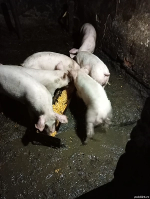 Vând purcei de 4 luni - imagine 3