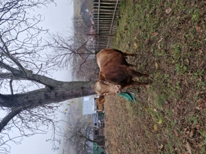 Vând vitel .7000 lei. 450 500kg . Moinesti, Bacau. Tel    - imagine 2