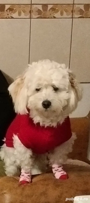 Mă numesc Lessy și caut o fanilie iubitoare  - imagine 4