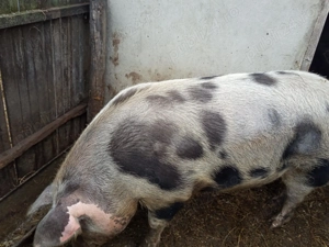 Vând porc pentru sacrificat,relații la telefon,  - imagine 2