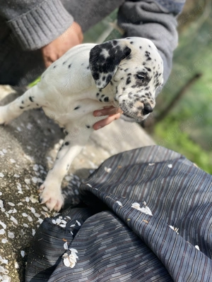 Dalmatian pui de vânzare  - imagine 2