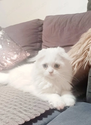 Pisicuta scotish deosebita - imagine 2