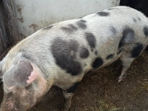 Vând porc pentru sacrificat,relații la telefon,  - imagine 5