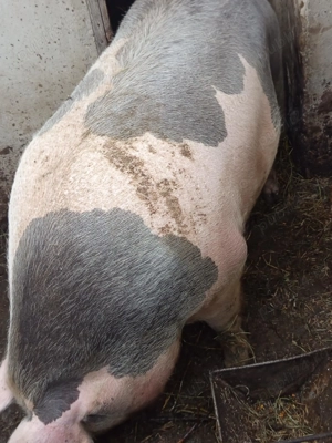 Vând porc pentru sacrificat,relații la telefon,  - imagine 3