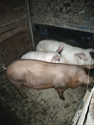 vand porci  - imagine 2